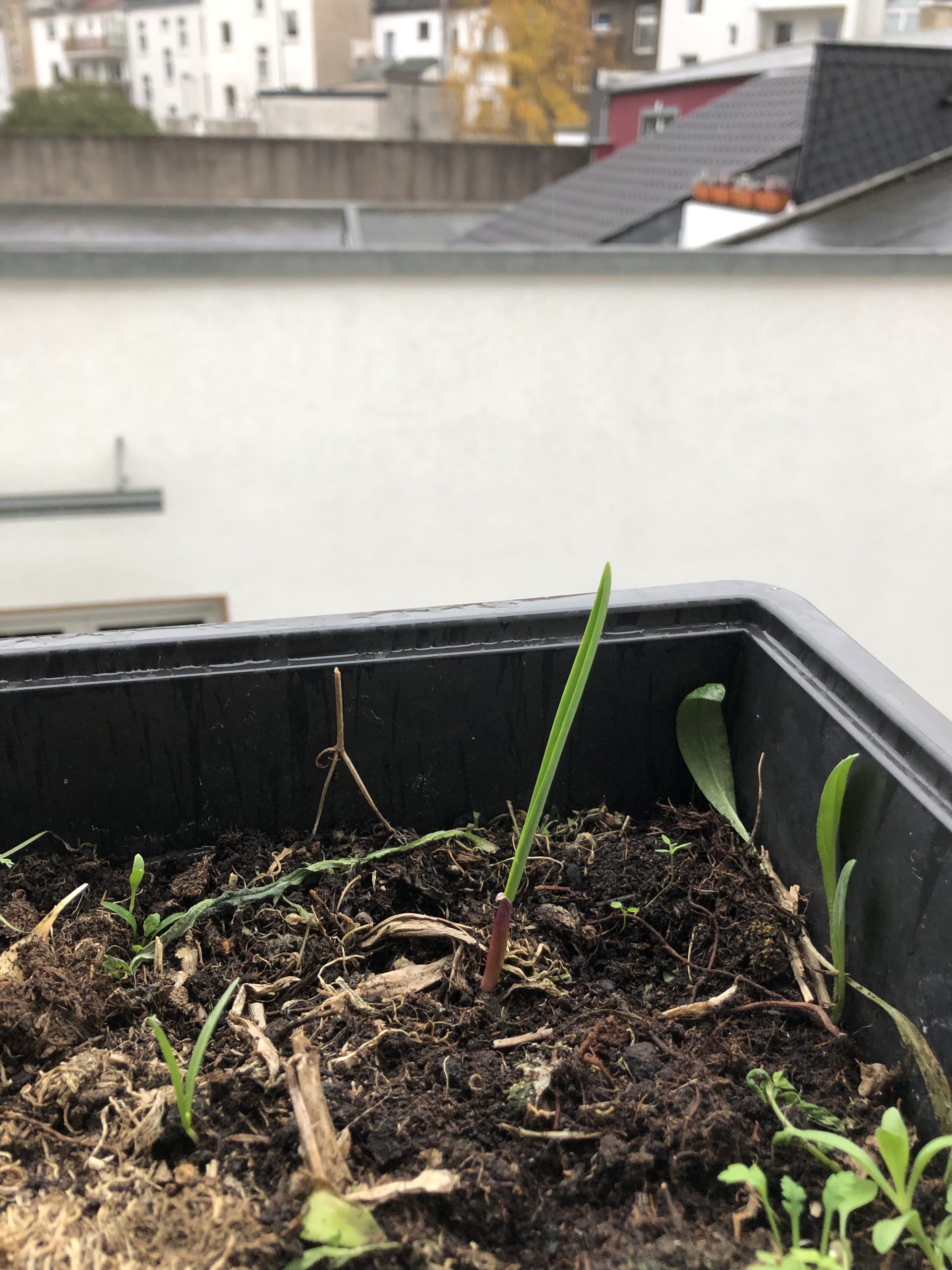 Der Knoblauch wächst