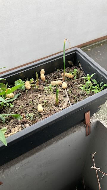 Erdnüsse im Balkonkasten