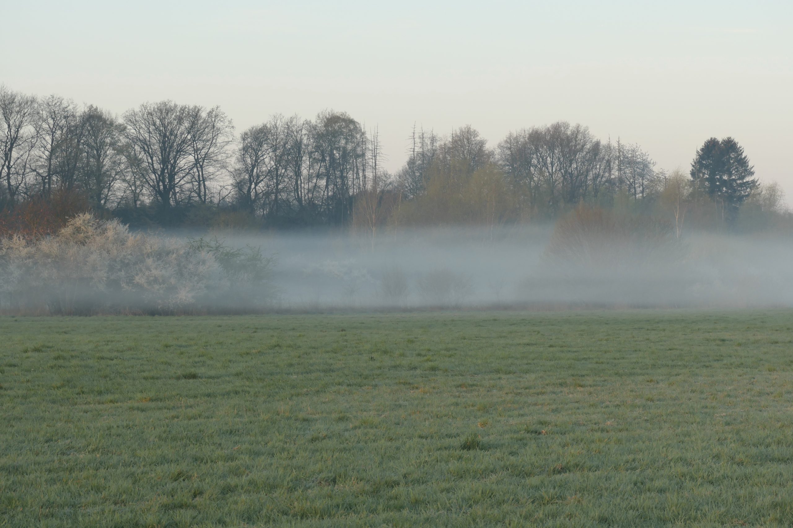 Nebel über den Weiden